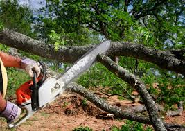 Trusted Keokuk, IA Tree Services Experts